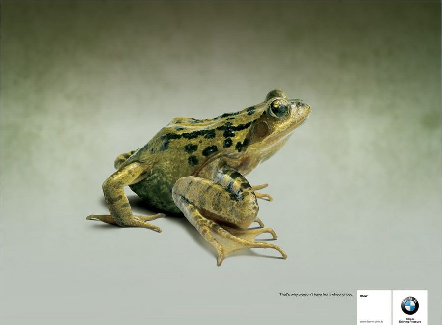 Name:  frog.jpg
Views: 4096
Size:  45.8 KB