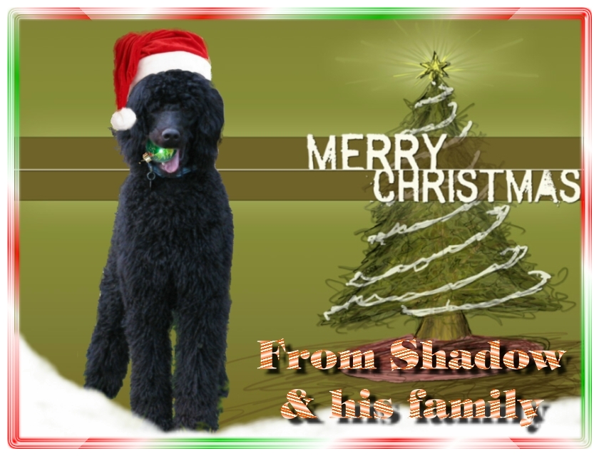 Name:  shadow-christmas-card-3.jpg
Views: 34920
Size:  291.5 KB