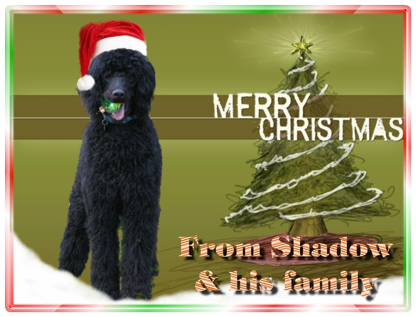 Name:  shadow-christmas-card-3.jpg
Views: 34949
Size:  291.5 KB