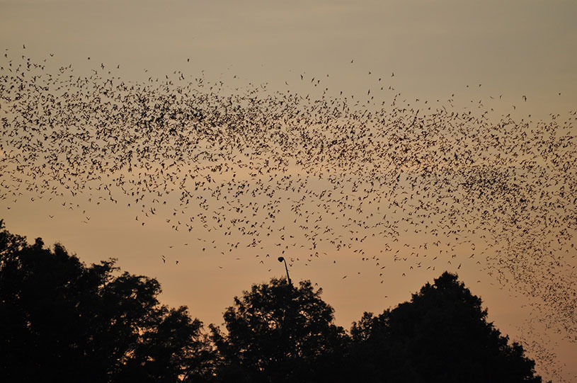 Name:  bats-in-trees-at-sunset.jpg
Views: 2545
Size:  126.8 KB