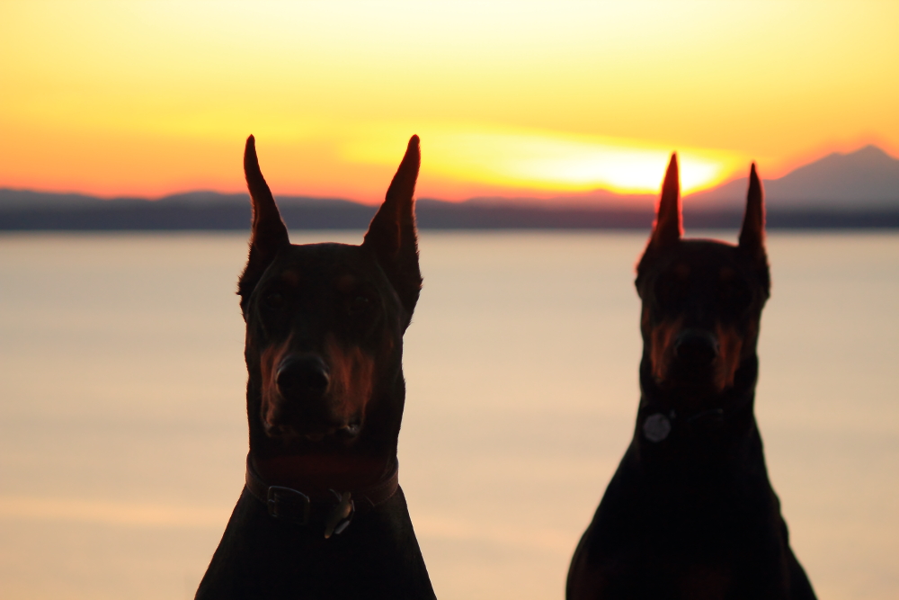 Name:  Dogs sunset.JPG
Views: 3733
Size:  335.8 KB