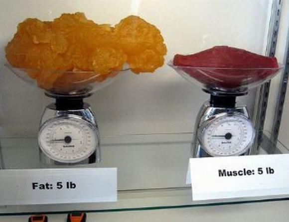 Name:  Fat and muscle..jpg
Views: 3300
Size:  27.6 KB